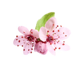 Beautiful pink sakura tree blossoms with leaf isolated on white Photo of Beautiful pink sakura tree blossoms with leaf isolated on white