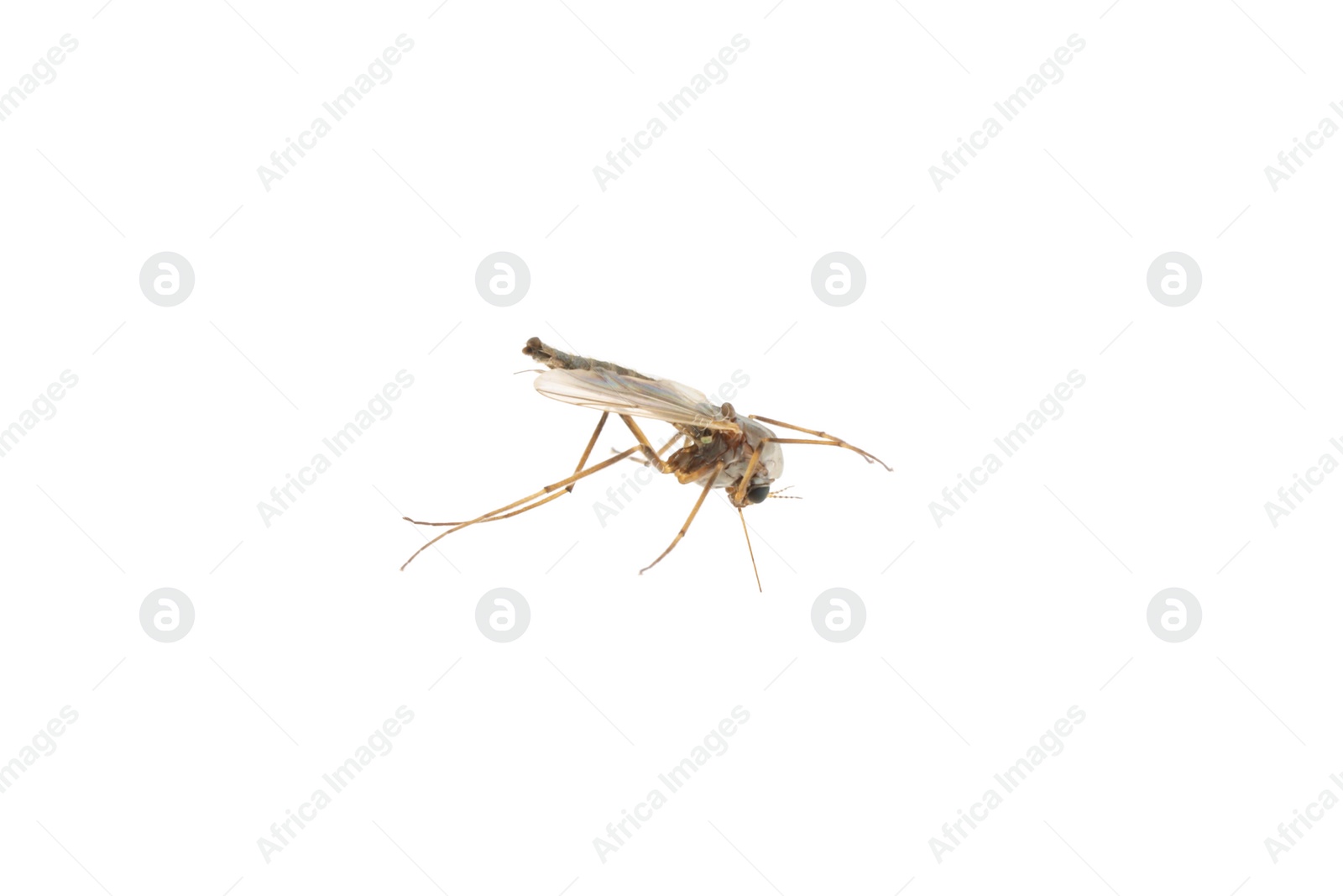 Photo of Closeup view of mosquito on white background