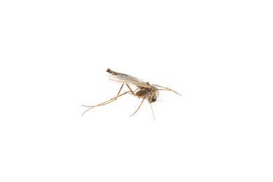 Closeup view of mosquito on white background Photo of Closeup view of mosquito on white background