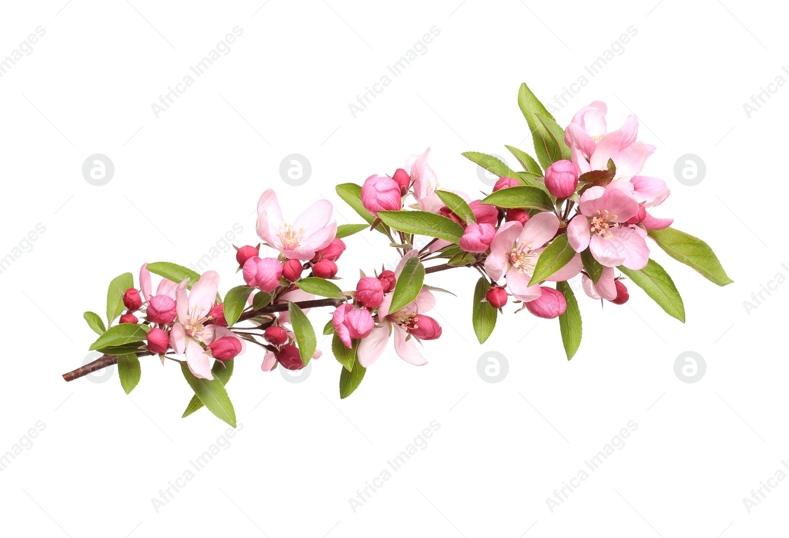 Beautiful sakura tree branch isolated on white Photo of Beautiful sakura tree branch isolated on white