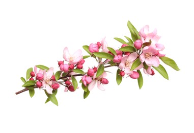 Beautiful sakura tree branch isolated on white Photo of Beautiful sakura tree branch isolated on white