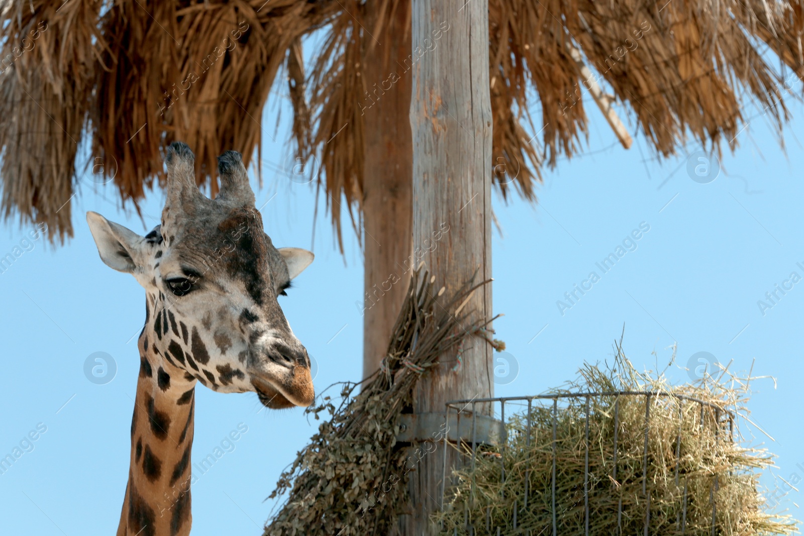 Rothschild giraffe at enclosure in zoo on sunny day Photo of Rothschild giraffe at enclosure in zoo on sunny day