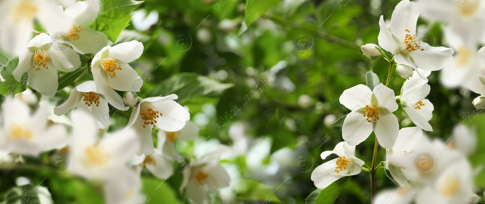 Beautiful white flowers of jasmine plant outdoors on sunny day, banner design. Bokeh effect Image of Beautiful white flowers of jasmine plant outdoors on sunny day, banner design. Bokeh effect