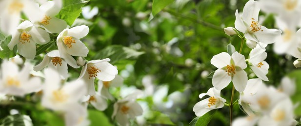 Image of Beautiful white flowers of jasmine plant outdoors on sunny day, banner design. Bokeh effect 
