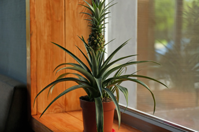 Pineapple plant on wooden windowsill Photo of Pineapple plant on wooden windowsill