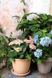 Beautiful blooming hortensia plants in pots outdoors Photo of Beautiful blooming hortensia plants in pots outdoors