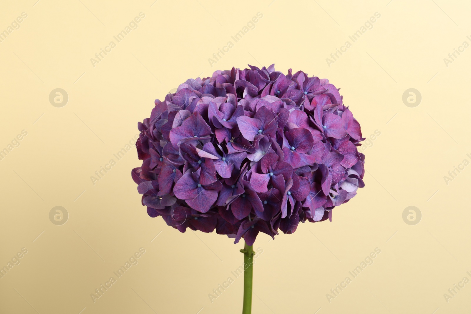 Delicate violet hortensia flowers on beige background Photo of Delicate violet hortensia flowers on beige background