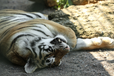 Amur tiger sleeping at enclosure in zoo Photo of Amur tiger sleeping at enclosure in zoo