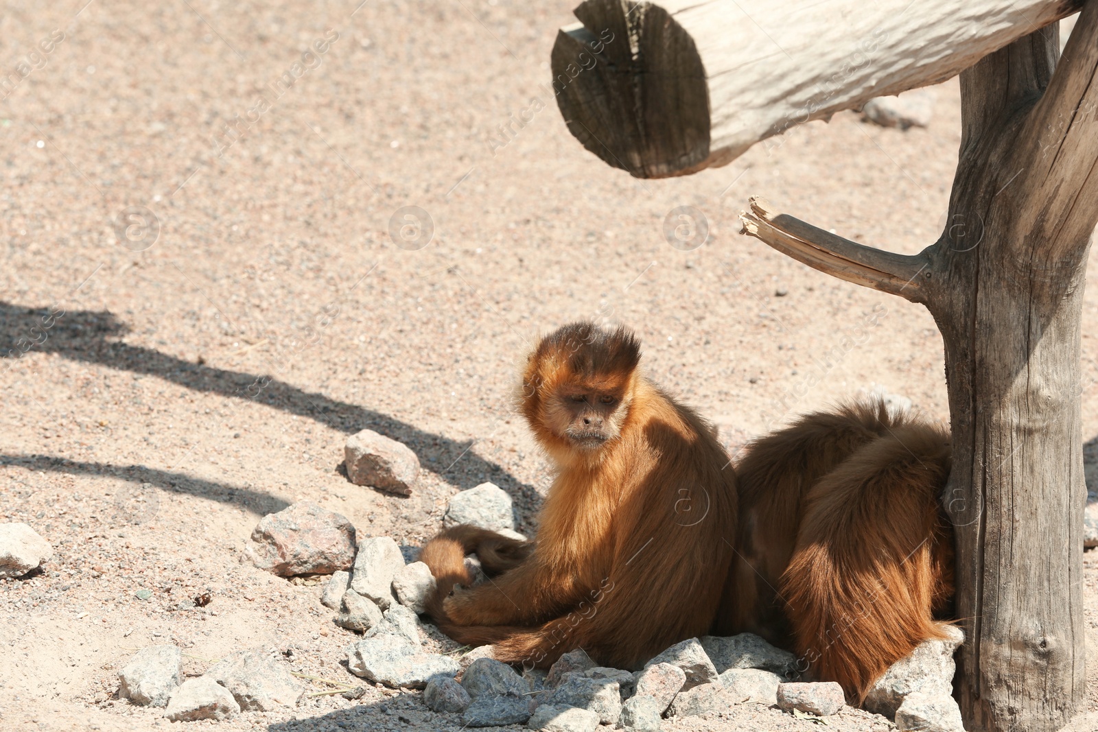 Cute capuchin monkeys at enclosure in zoo on sunny day Photo of Cute capuchin monkeys at enclosure in zoo on sunny day