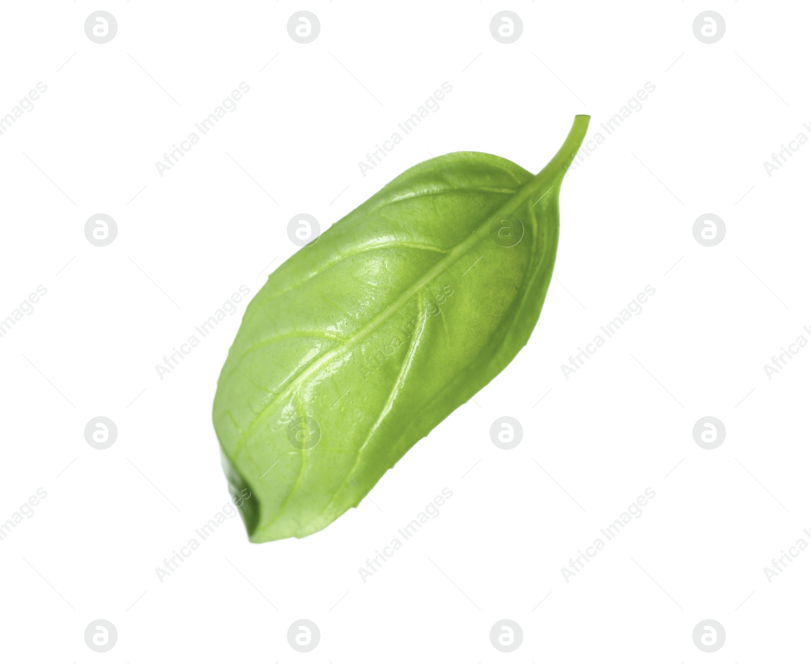 Fresh green basil leaf isolated on white Photo of Fresh green basil leaf isolated on white
