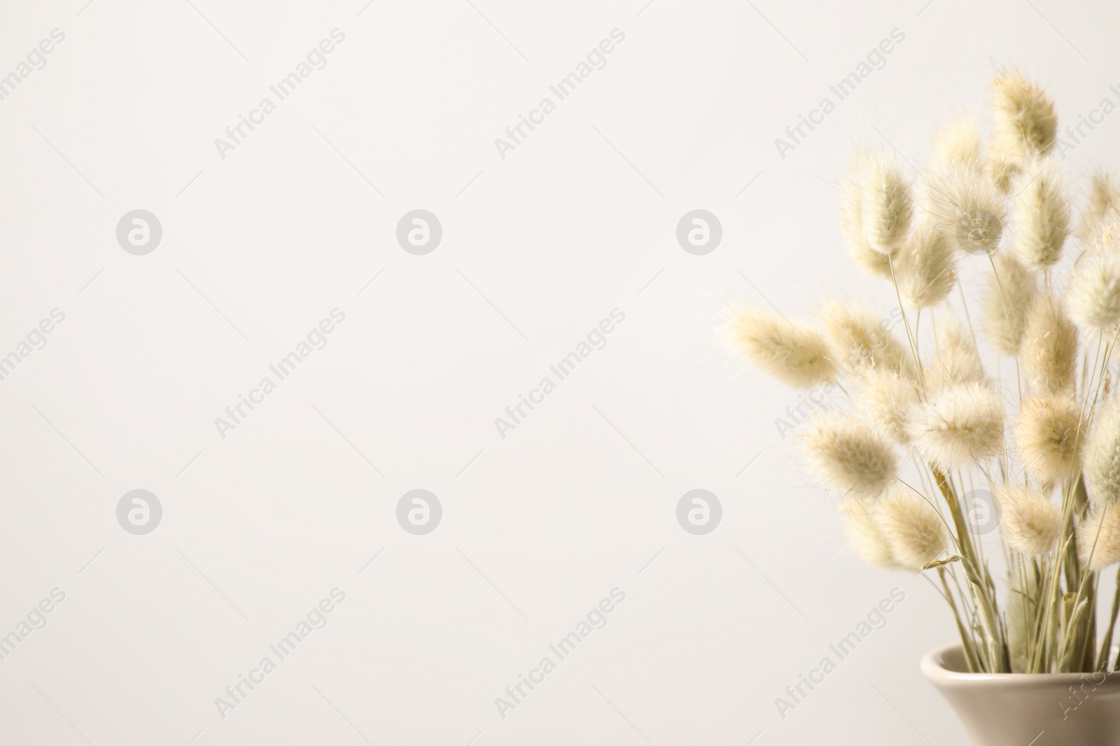 Dried flowers in vase against light background. Space for text Photo of Dried flowers in vase against light background. Space for text