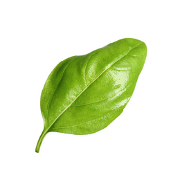 Photo of Fresh green basil leaf isolated on white