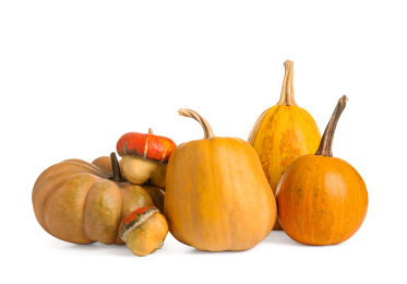 Fresh ripe pumpkins isolated on white background. Autumn season Photo of Fresh ripe pumpkins isolated on white background. Autumn season