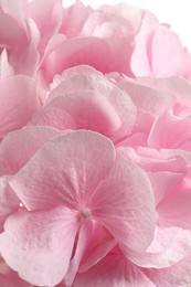 Beautiful pink hortensia flowers as background, closeup Photo of Beautiful pink hortensia flowers as background, closeup
