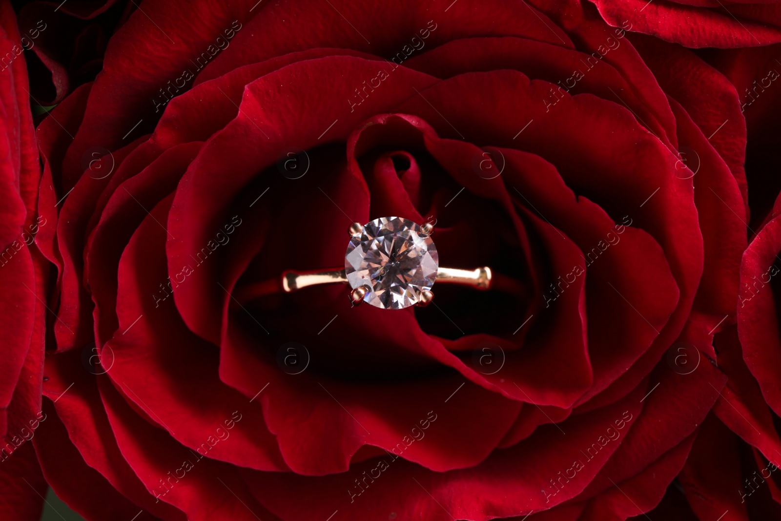 Beautiful engagement ring with gemstone on rose, closeup Photo of Beautiful engagement ring with gemstone on rose, closeup