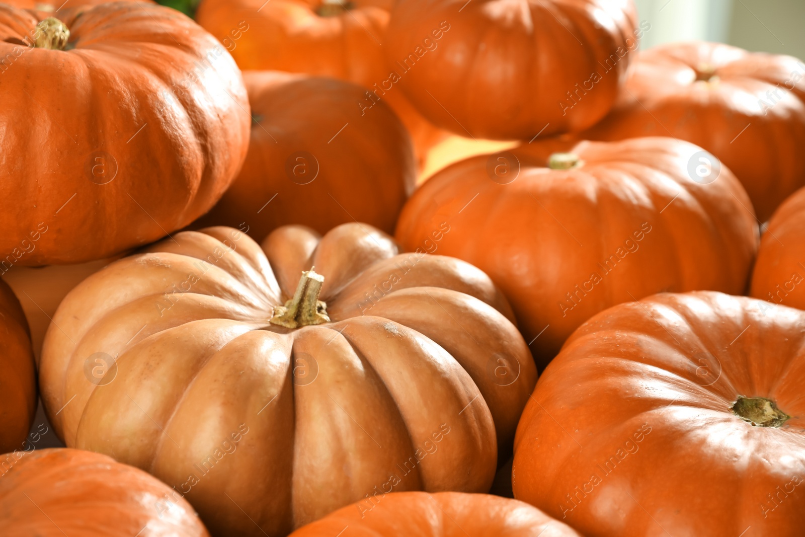 Many ripe orange pumpkins as background, closeup Photo of Many ripe orange pumpkins as background, closeup