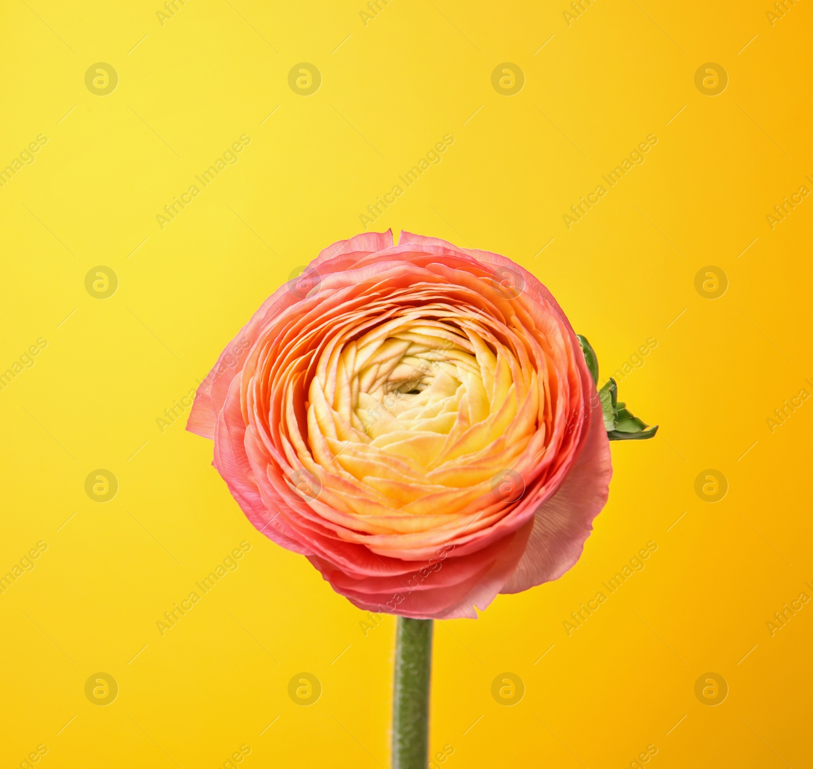 Beautiful ranunculus flower on color background Photo of Beautiful ranunculus flower on color background