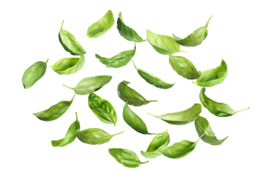 Fresh green basil leaves falling on white background Image of Fresh green basil leaves falling on white background