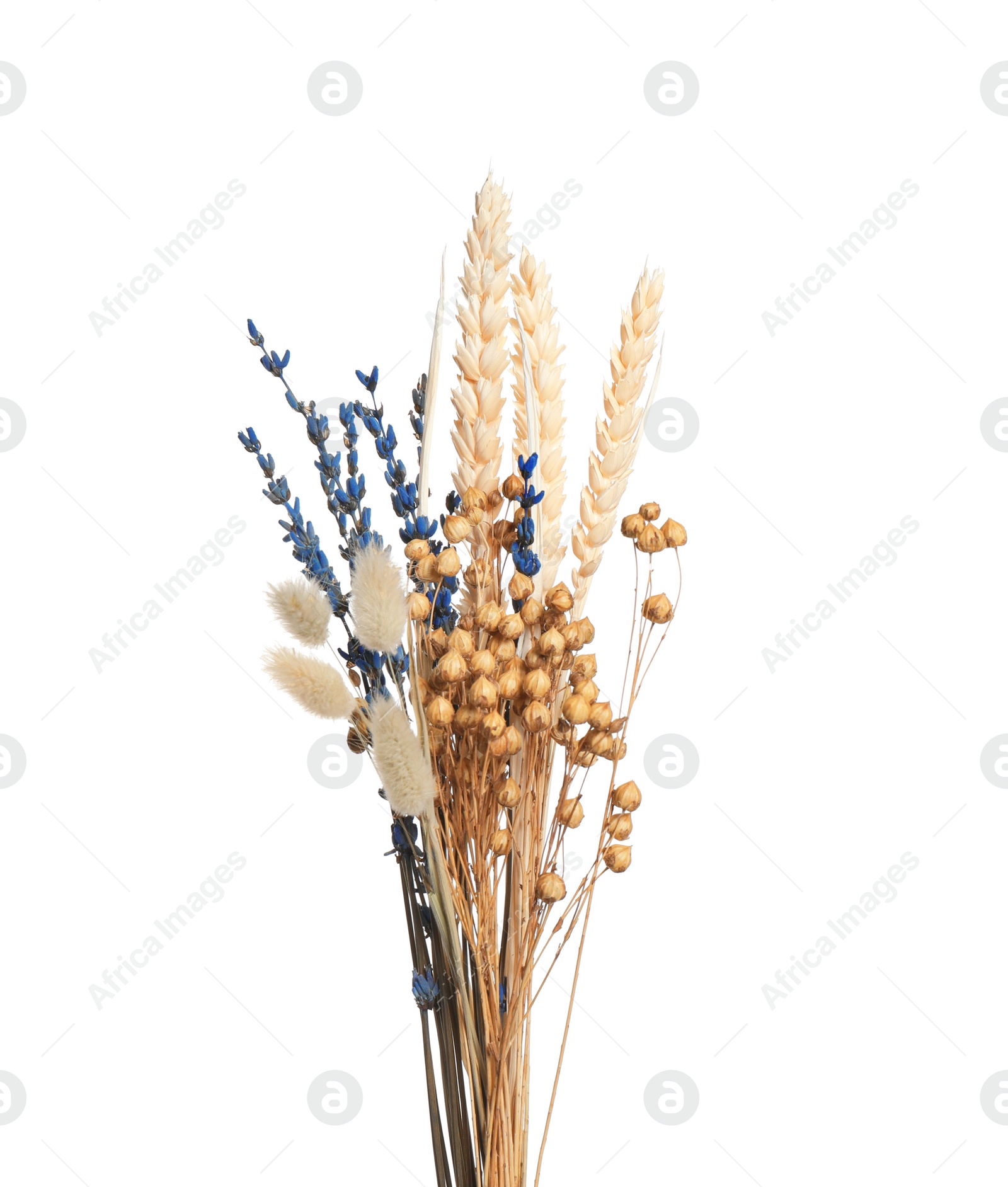 Photo of Bouquet of dried flowers on white background