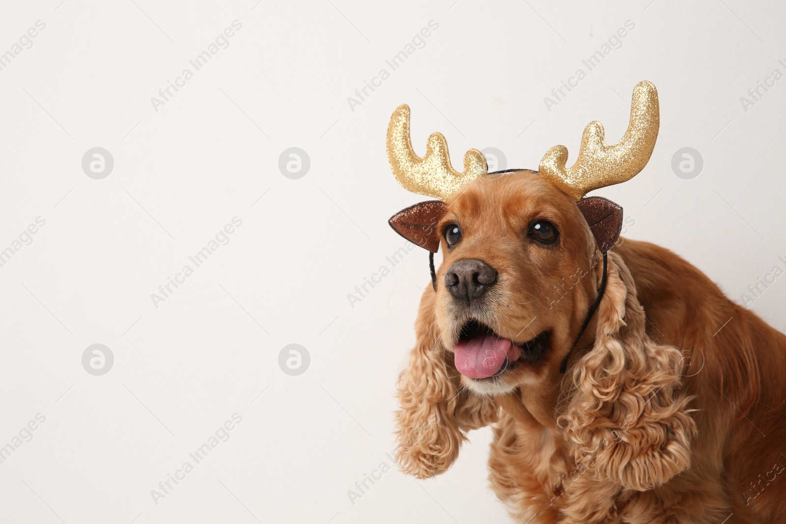 Adorable Cocker Spaniel dog in reindeer headband on white background, space for text Photo of Adorable Cocker Spaniel dog in reindeer headband on white background, space for text