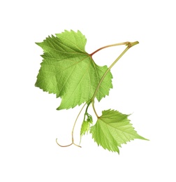 Fresh grapevine with leaves isolated on white Photo of Fresh grapevine with leaves isolated on white