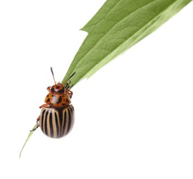 Colorado potato beetle on green leaf against white background Photo of Colorado potato beetle on green leaf against white background
