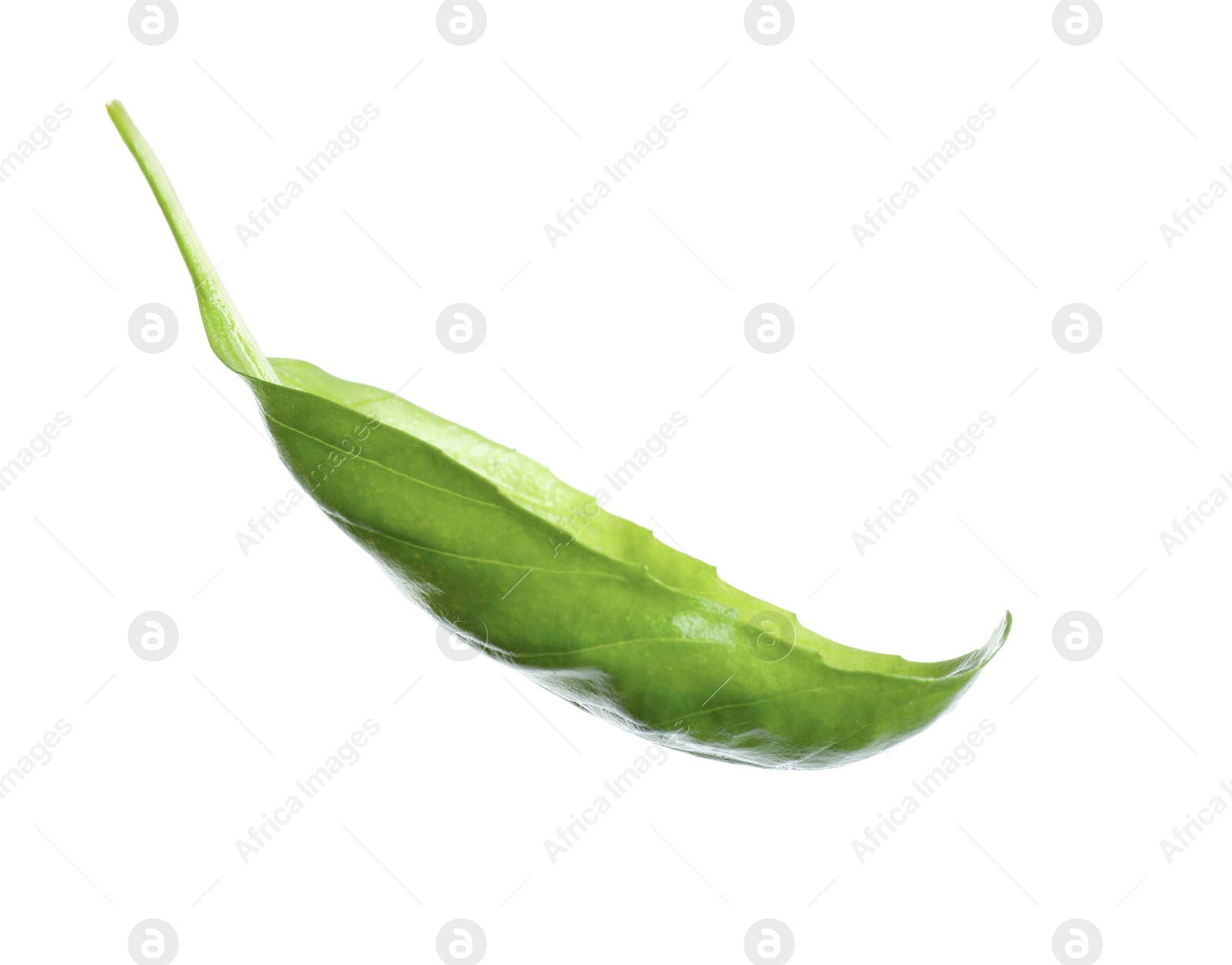 Photo of Fresh green basil leaf isolated on white