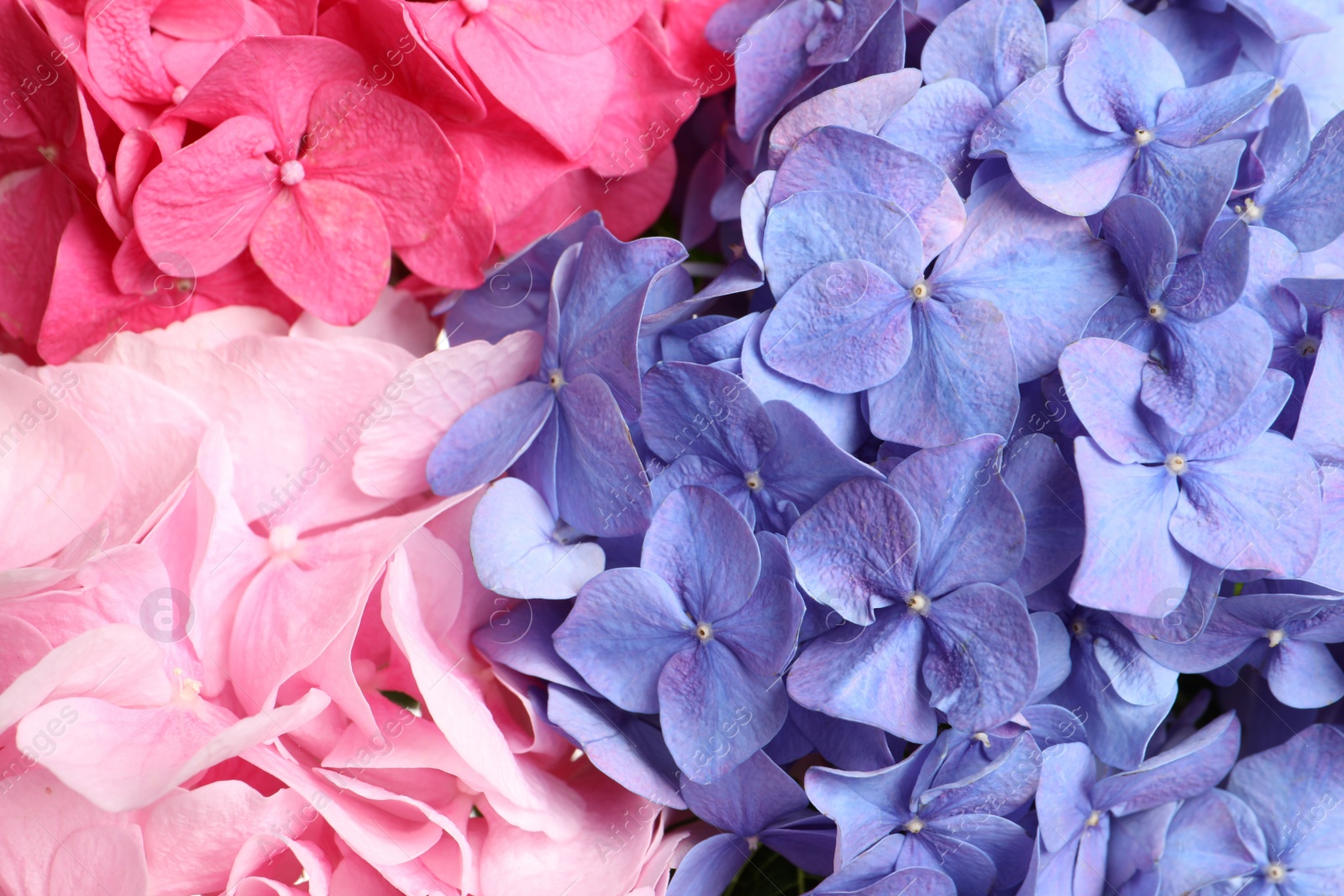 Beautiful bright hortensia flowers as background, closeup Photo of Beautiful bright hortensia flowers as background, closeup
