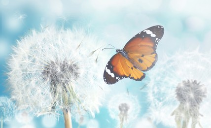 Beautiful butterfly and delicate fluffy dandelions on sunny day Image of Beautiful butterfly and delicate fluffy dandelions on sunny day
