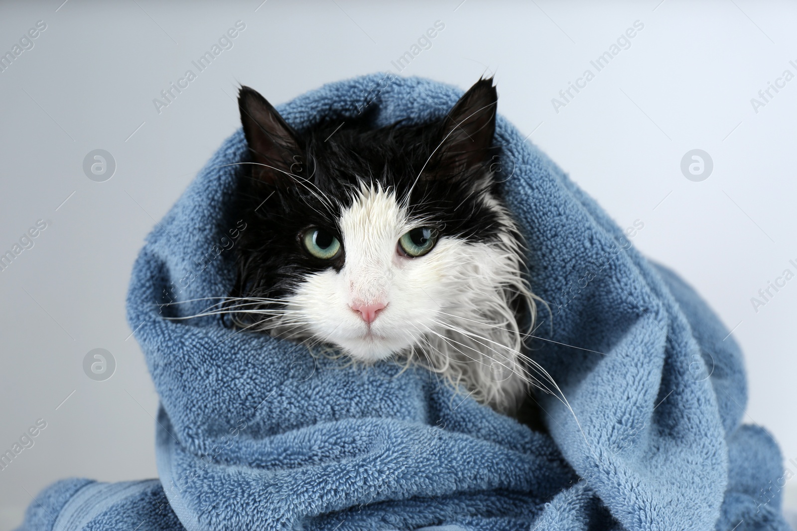 Wet cat wrapped with blue towel on light grey background Photo of Wet cat wrapped with blue towel on light grey background
