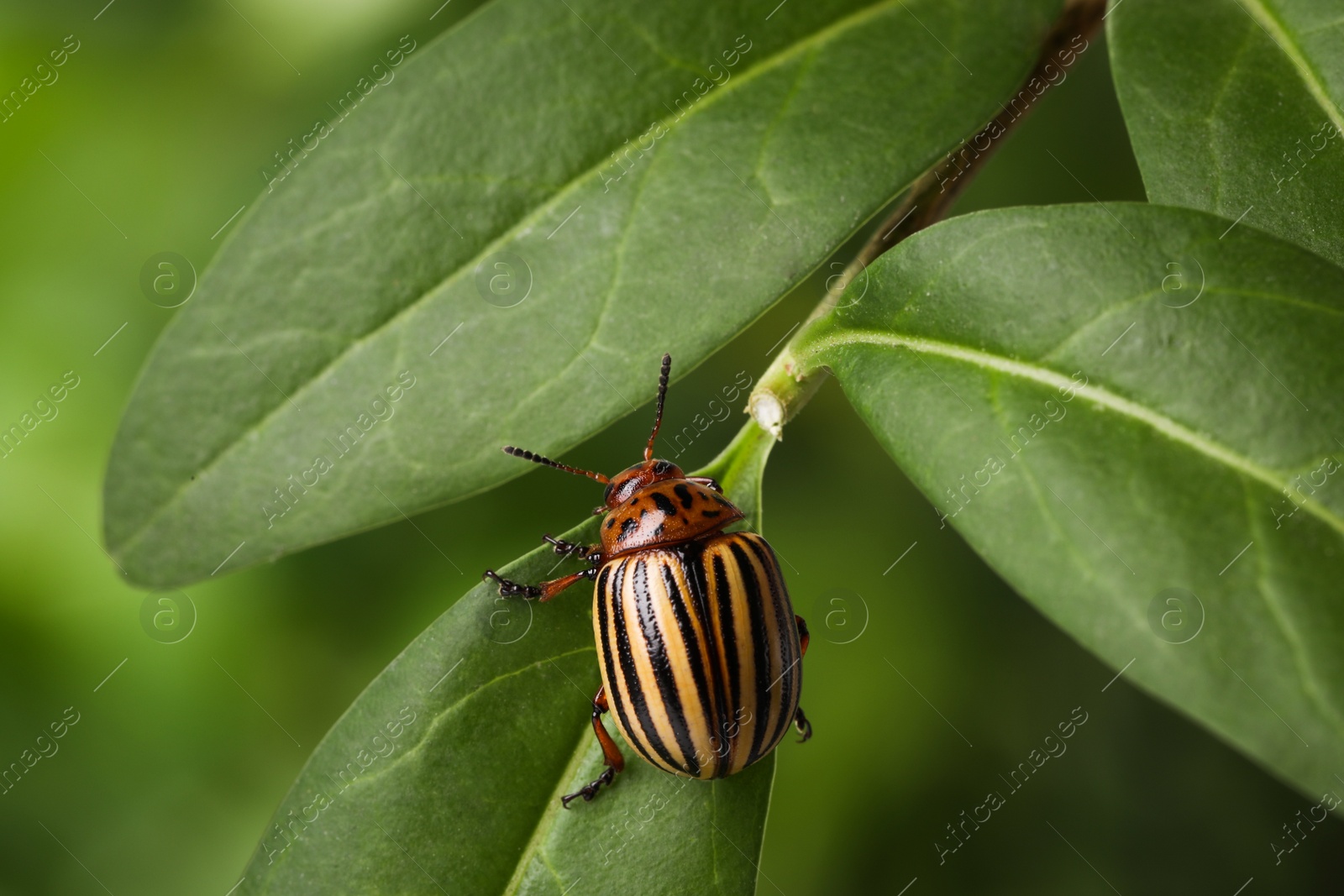 Colorado potato beetle on green plant against blurred background, closeup Photo of Colorado potato beetle on green plant against blurred background, closeup