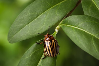 Colorado potato beetle on green plant against blurred background, closeup Photo of Colorado potato beetle on green plant against blurred background, closeup
