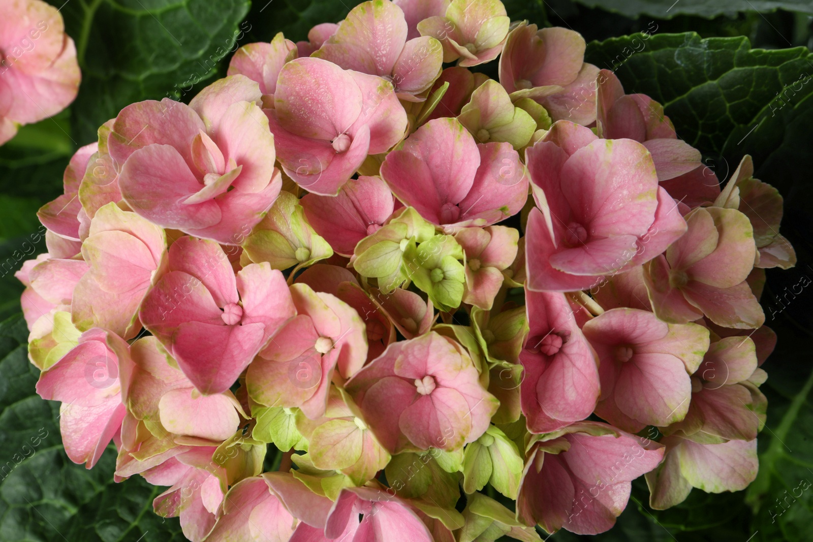Hortensia plant with beautiful pink flowers, closeup Photo of Hortensia plant with beautiful pink flowers, closeup