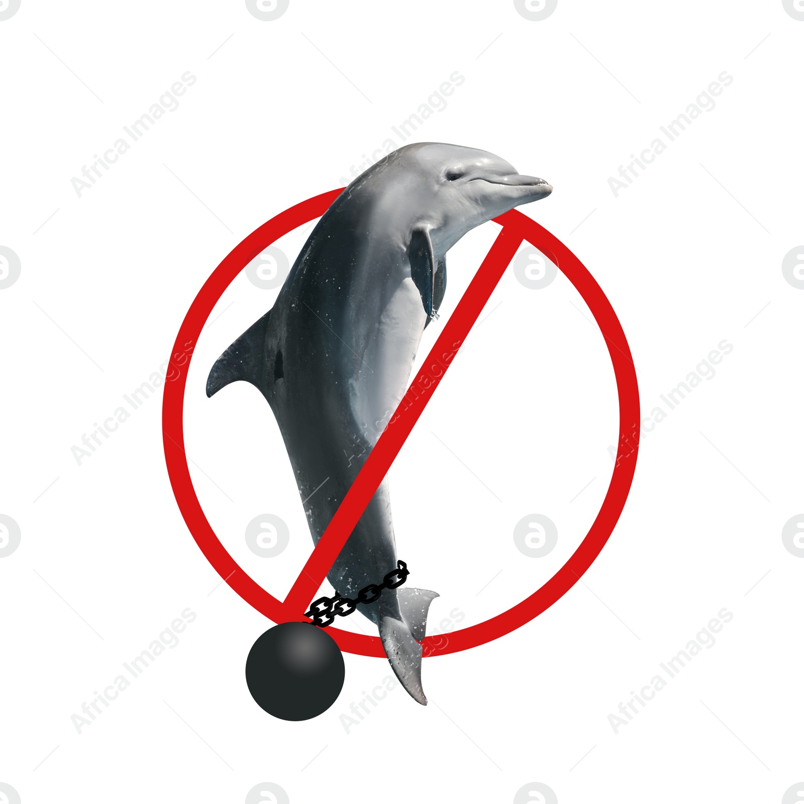 Dolphin with ball and chain and red prohibition sign on white background. Anti-Captivity Campaign Image of Dolphin with ball and chain and red prohibition sign on white background. Anti-Captivity Campaign