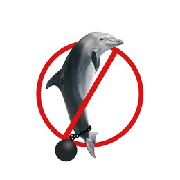 Dolphin with ball and chain and red prohibition sign on white background. Anti-Captivity Campaign Image of Dolphin with ball and chain and red prohibition sign on white background. Anti-Captivity Campaign