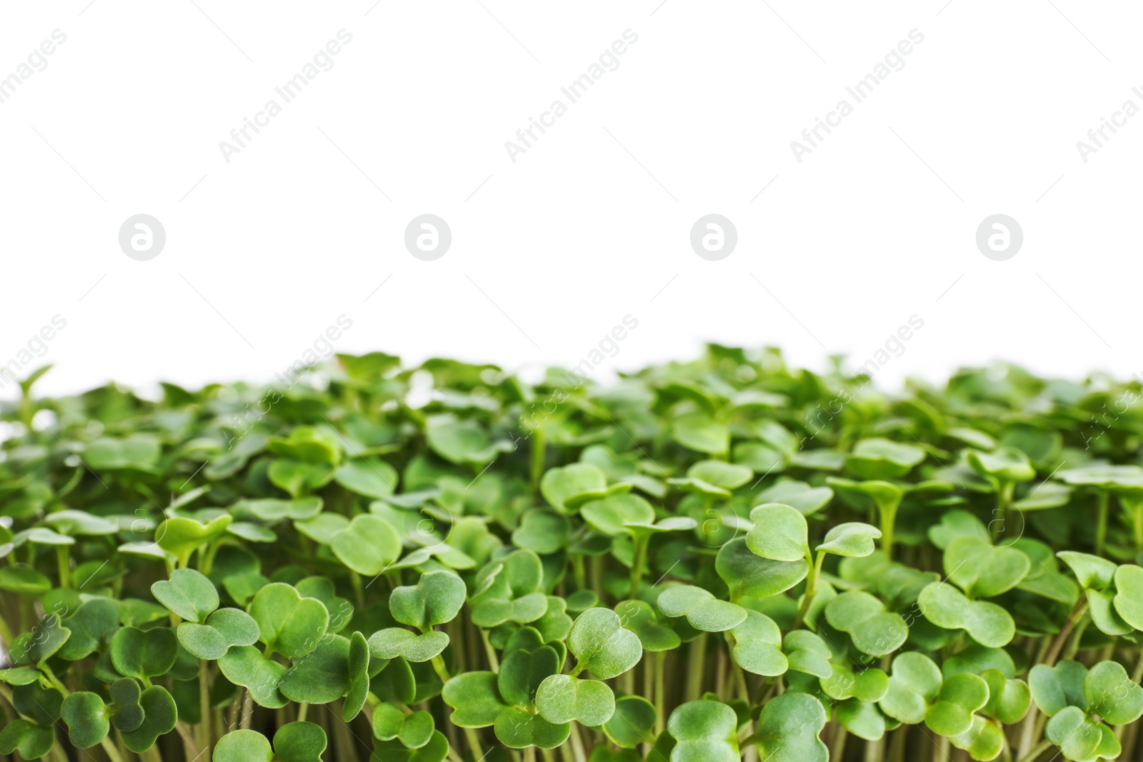 Fresh organic microgreen on white background, closeup Photo of Fresh organic microgreen on white background, closeup