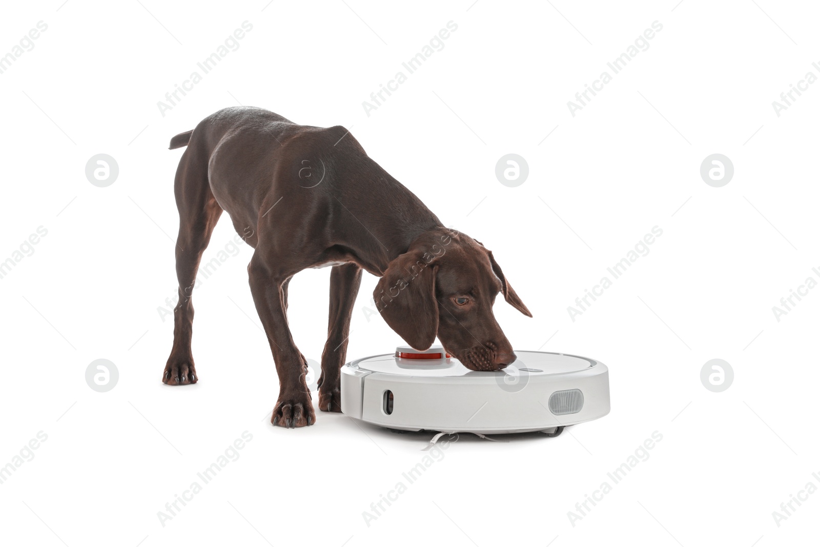 Modern robotic vacuum cleaner and German Shorthaired Pointer dog on white background Photo of Modern robotic vacuum cleaner and German Shorthaired Pointer dog on white background