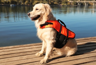 Dog rescuer in life vest on wooden deck near river Photo of Dog rescuer in life vest on wooden deck near river