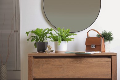 Beautiful potted ferns and accessories on wooden cabinet in hallway Photo of Beautiful potted ferns and accessories on wooden cabinet in hallway