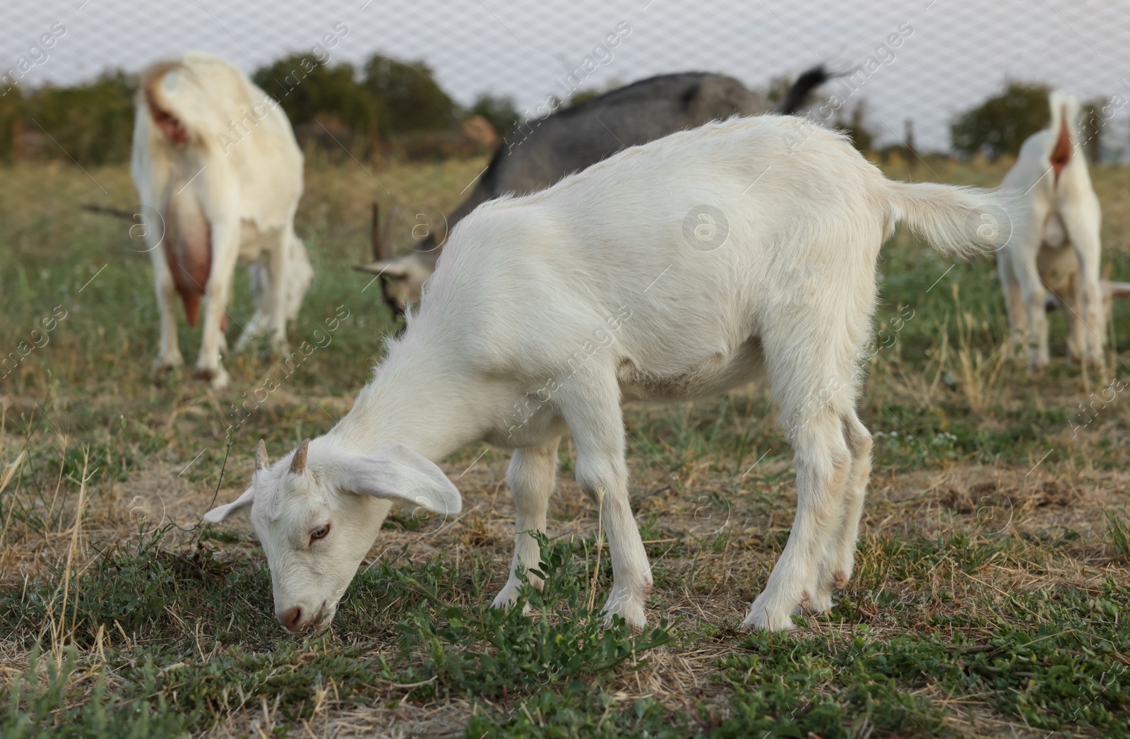 Cute goatling on pasture at farm. Baby animal Photo of Cute goatling on pasture at farm. Baby animal