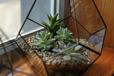Florarium with succulents on wooden windowsill closeup Photo of Florarium with succulents on wooden windowsill closeup