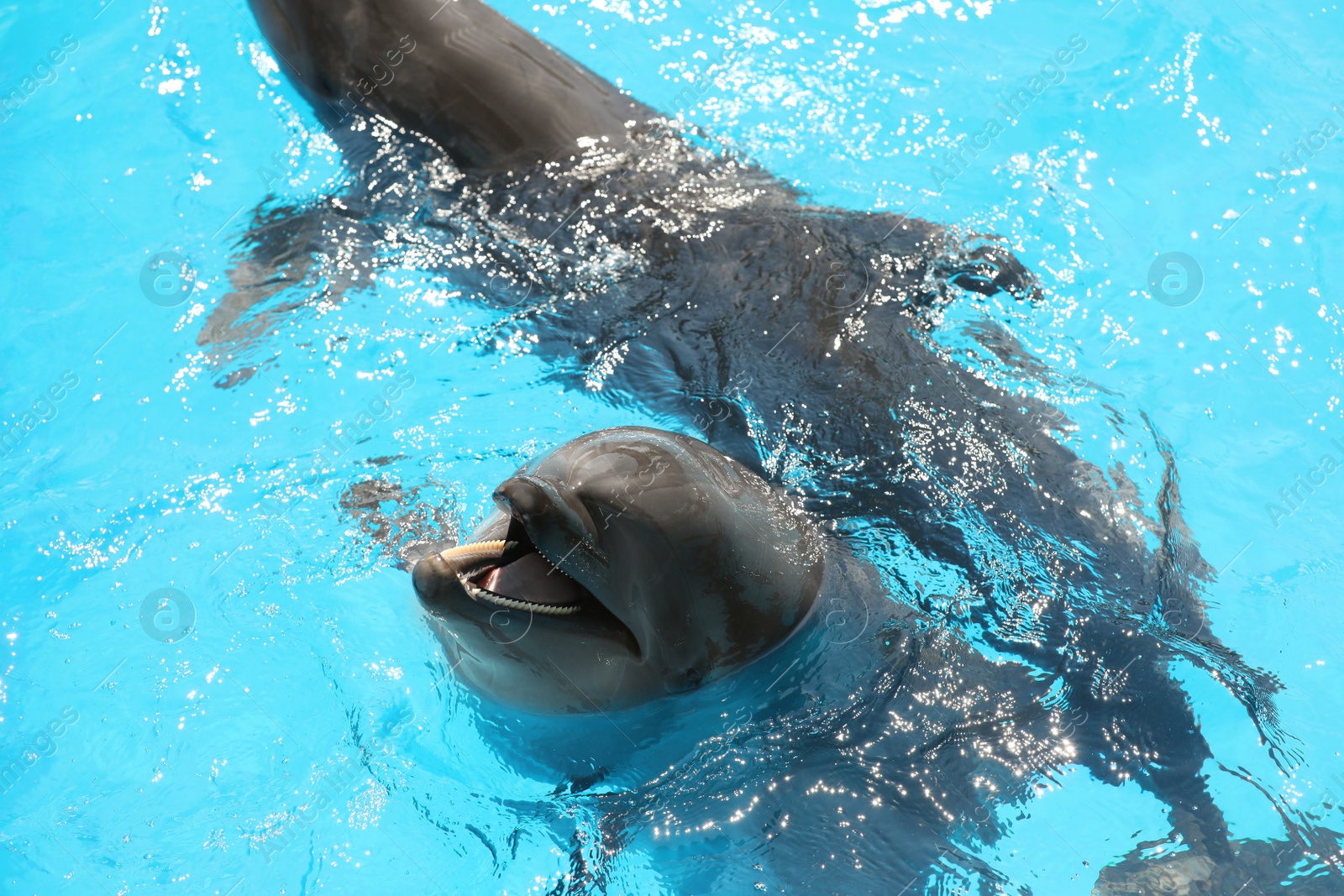 Dolphins swimming in pool at marine mammal park Photo of Dolphins swimming in pool at marine mammal park