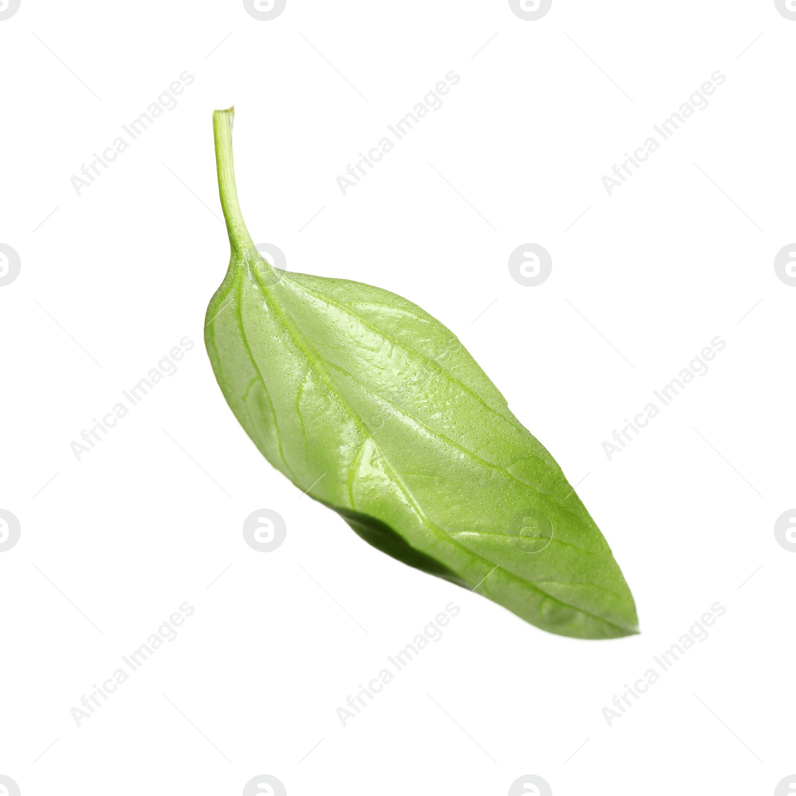 Fresh green basil leaf isolated on white Photo of Fresh green basil leaf isolated on white