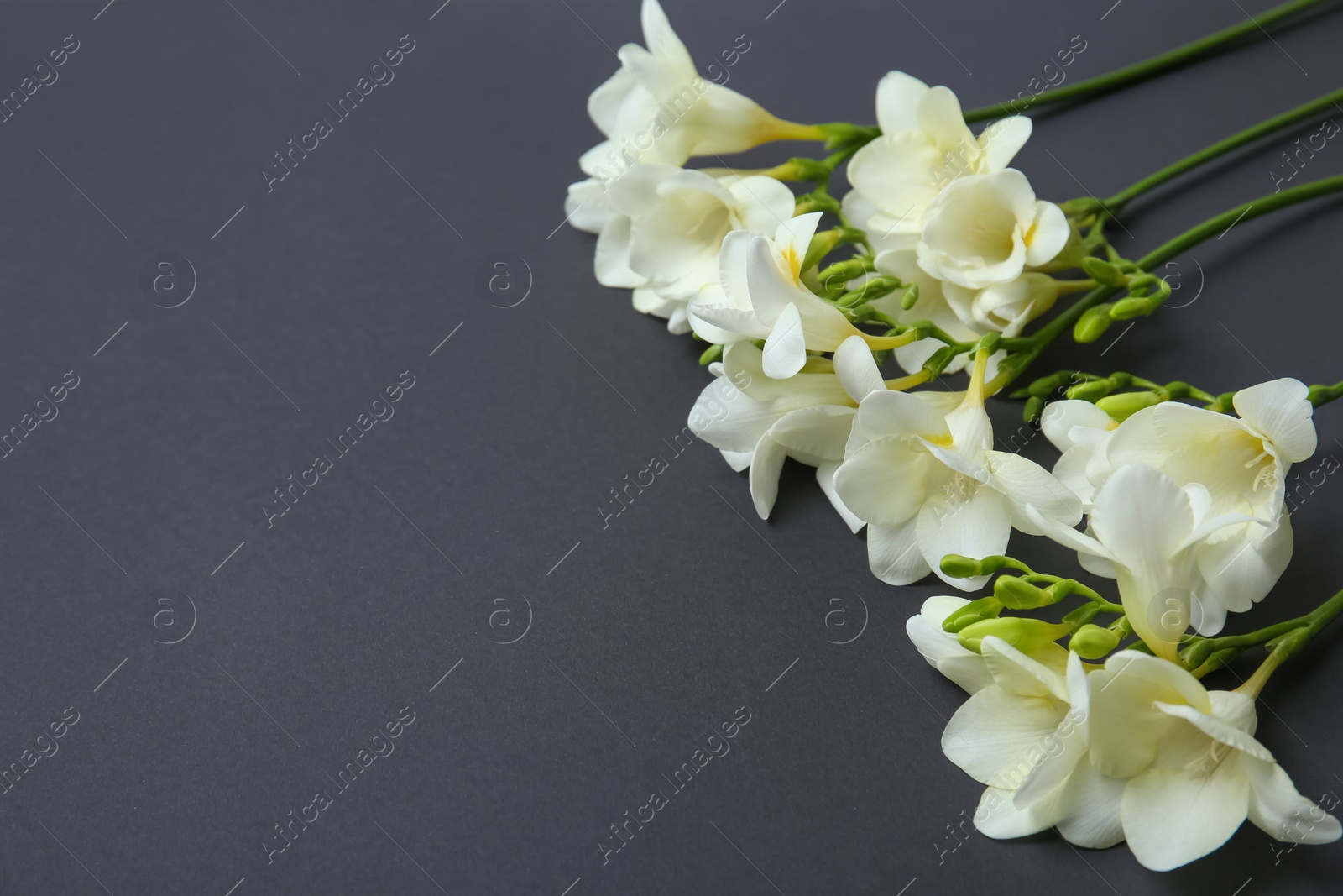 Beautiful freesia flowers on dark background Photo of Beautiful freesia flowers on dark background