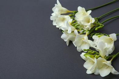 Beautiful freesia flowers on dark background Photo of Beautiful freesia flowers on dark background