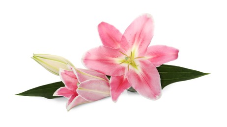 Beautiful pink lily flowers on white background Photo of Beautiful pink lily flowers on white background
