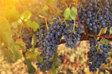 Delicious ripe grapes in vineyard. Harvest season Photo of Delicious ripe grapes in vineyard. Harvest season