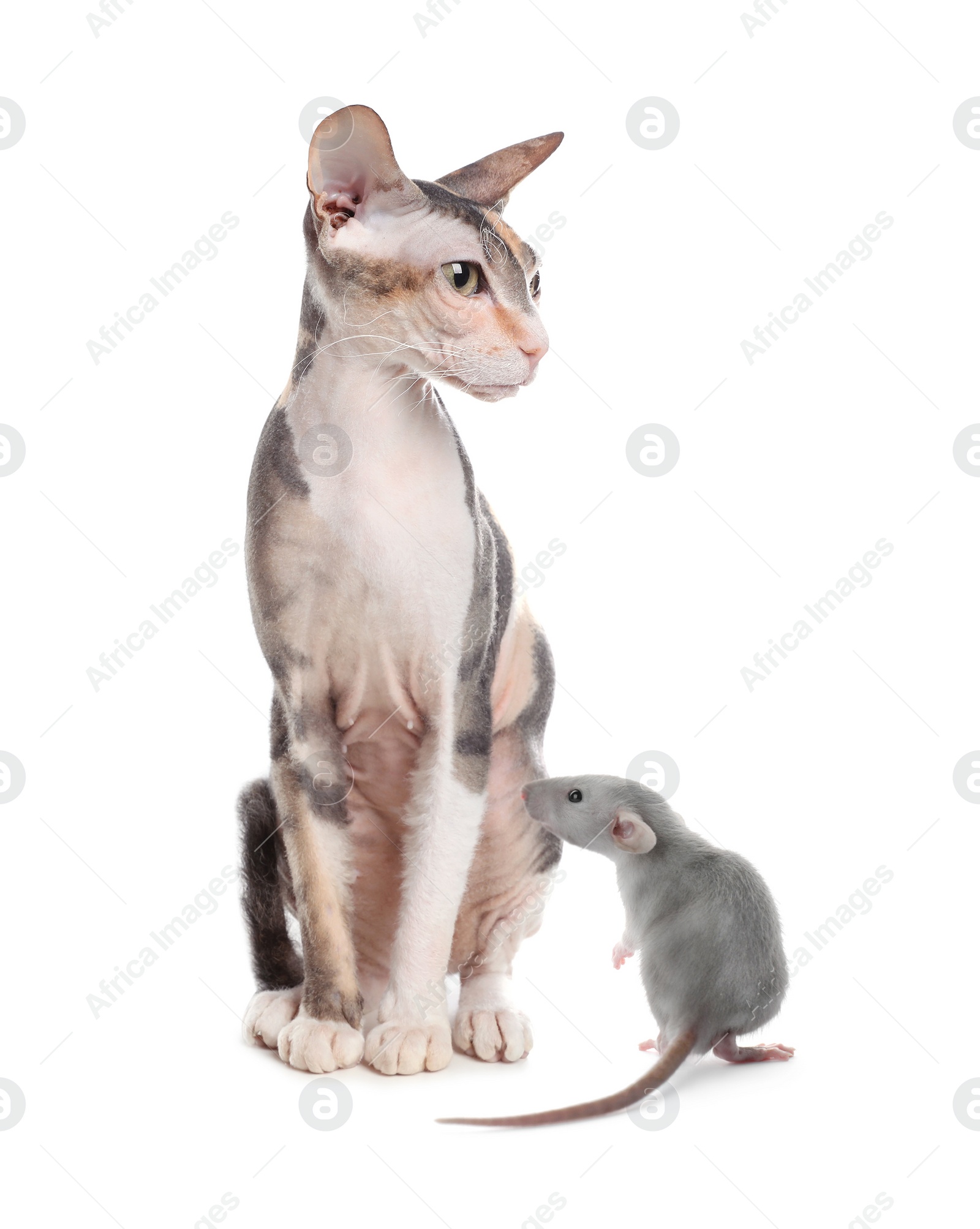 Cute Sphynx cat and rat on white background. Lovely pets Image of Cute Sphynx cat and rat on white background. Lovely pets