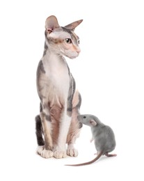 Cute Sphynx cat and rat on white background. Lovely pets Image of Cute Sphynx cat and rat on white background. Lovely pets