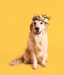 Adorable golden Retriever wearing wreath made of beautiful flowers on yellow background Photo of Adorable golden Retriever wearing wreath made of beautiful flowers on yellow background